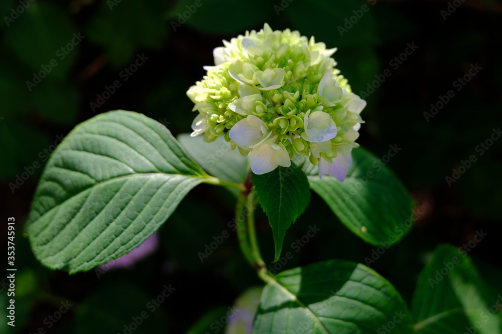 White colored Hydrange bud