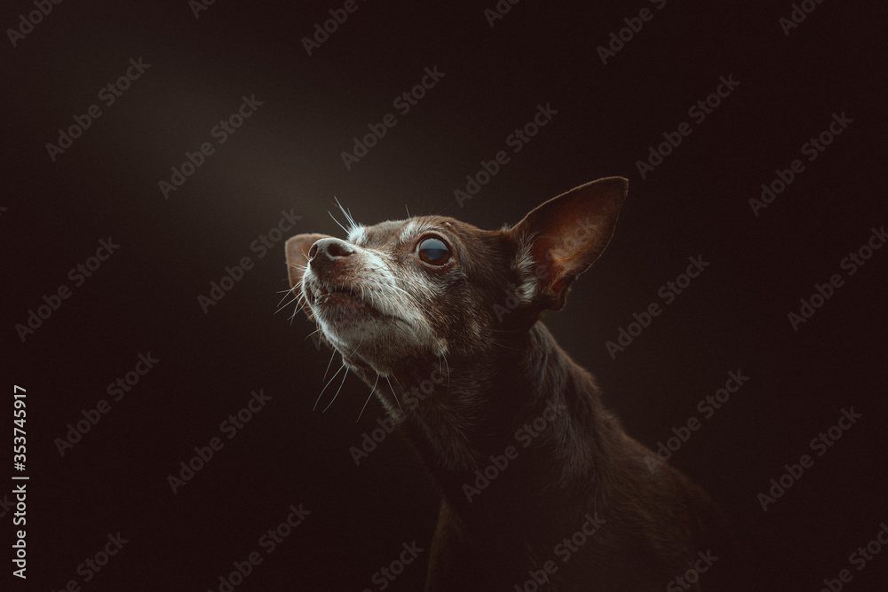 14 years old Toy Terrier dog. Studio shot. 14 years old Toy Terrier dog. Studio shot.