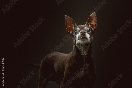 14 years old Toy Terrier dog. Studio shot. © DVS