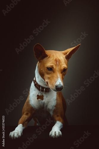 Basenji Terrier Dog. Studio shot.