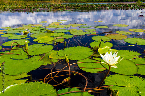 Wild flower in Pantanal Marimbus in Bahia Brazil