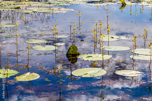 River flowers in Pantanal Marimbus in Bahia Brazil