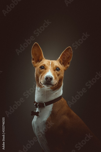 Basenji Terrier Dog. Studio shot. © DVS