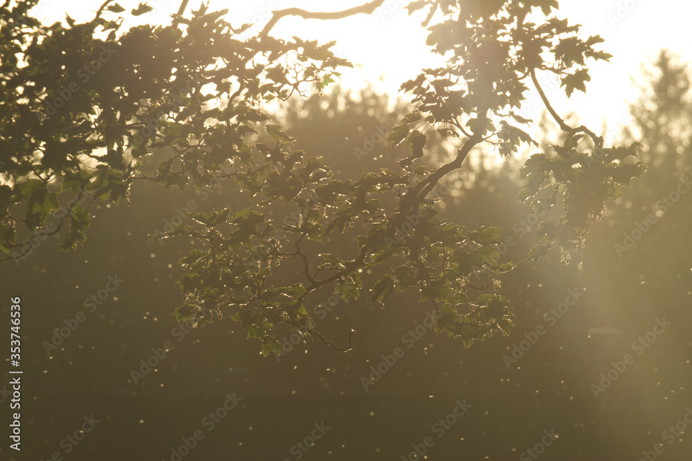 Fototapeta premium Light shining through tree leaves with light particles 