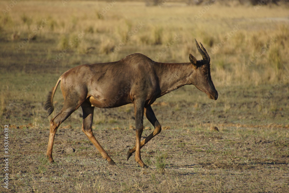 Common tsessebe (Damaliscus lunatus lunatus) in mahango game reserve, Namibia. Common tsessebe (Damaliscus lunatus lunatus) in mahango game reserve, Namibia.