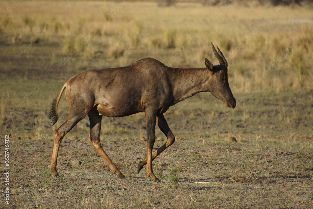 Common tsessebe (Damaliscus lunatus lunatus) in mahango game reserve, Namibia.