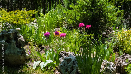 Peony, Paeonia officinalis, magenta flowers on a flower bed among green grass in the park. Background