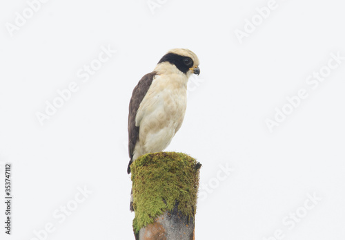 Laughing Falcon