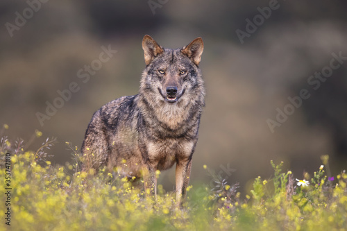 Iberian Wolf