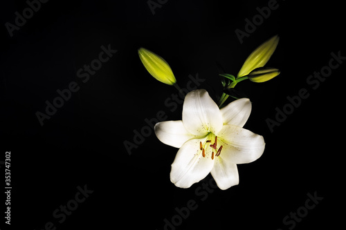 White lily flower isolated on black with copy space