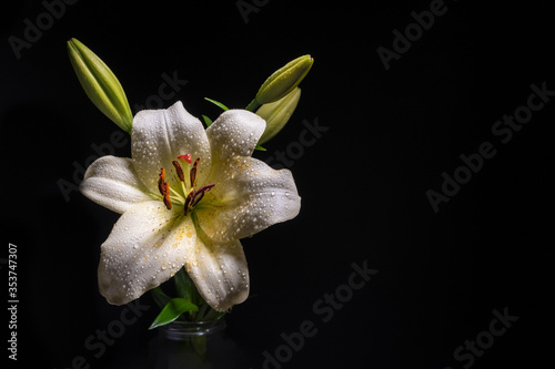 White lily flower with water drops glowing on black background with copy space
