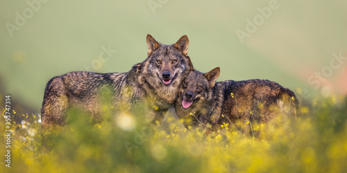 Iberian Wolf photo