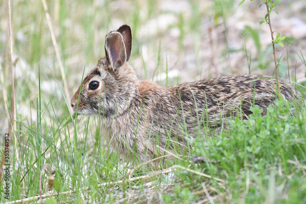 Fototapeta premium Rabbit laying in the grass