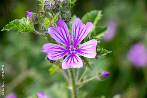 purple flower in nature. macro photo
