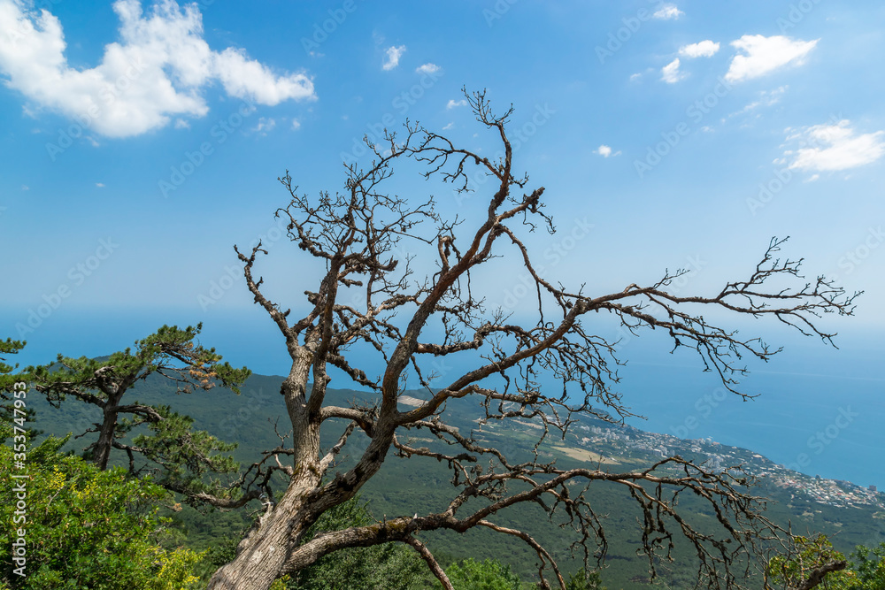 View of the sea and city blocks off the coast from Mount Ai-Petri, Yalta. A dry tree hanging from a cliff.