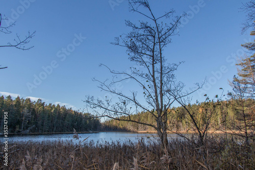 Wallpaper Mural Peaceful Nature at Tyresta National Park, Sweden. Torontodigital.ca