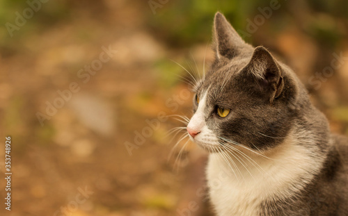 Gatito gris y blanco sentado y mirando atentamente a la izquierda de la imagen, con un fondo desenfocado de piedras y plantas.