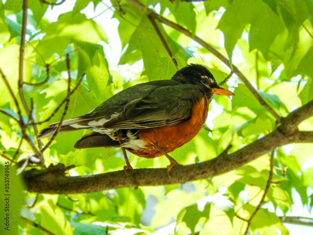 Fototapeta premium American robin perched on a tree branch during a spring day