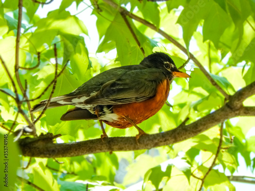 American robin perched on a tree branch during a spring day © Luster Light Images