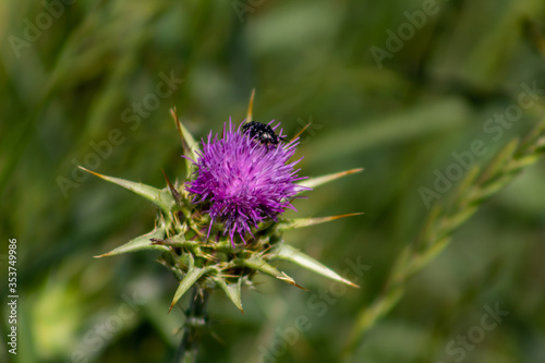 Scarabée sur fleur de chardon