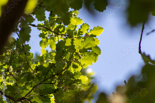 Photos Feuilles de chêne translucides
