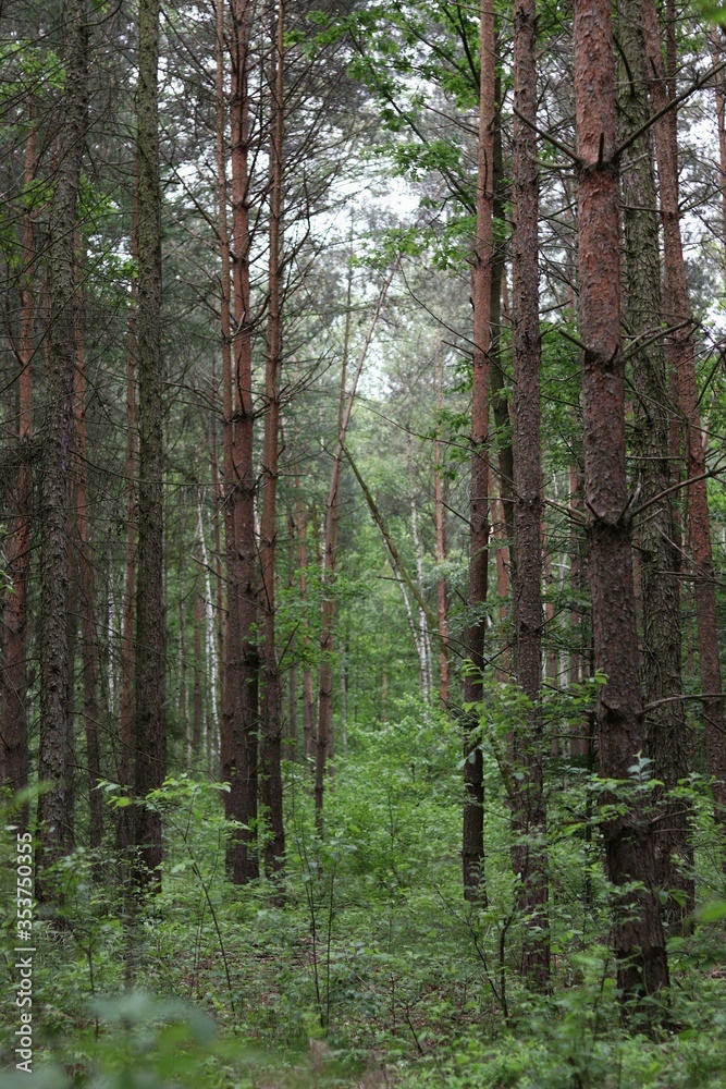 trees in the forest trees in the forest
