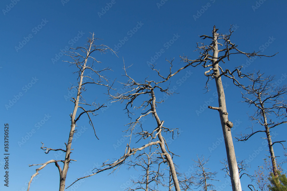 Trees close up at Tyresta National Park, Sweden. Trees close up at Tyresta National Park, Sweden.
