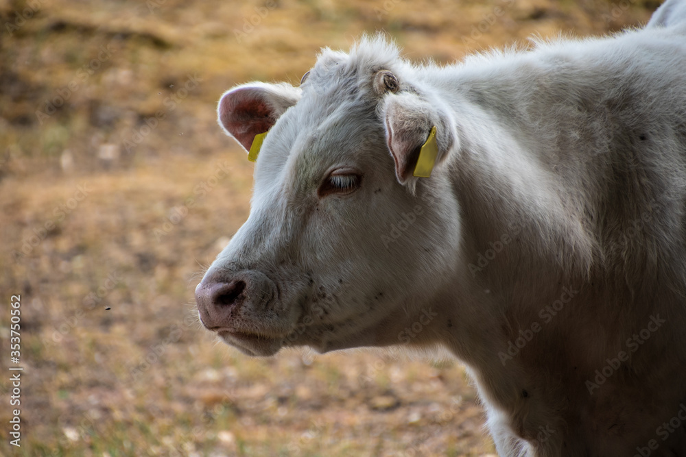 Portret of a white cow (The Charolais is a breed of taurine beef cattle from the Charolais area surrounding Charolles, in Burgundy, in eastern France.)