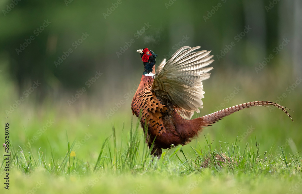 Fototapeta premium Ringneck Pheasant (Phasianus colchicus) male