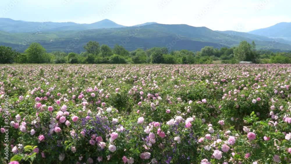 Panoramic view of a pink rose garden Panoramic view of a pink rose garden