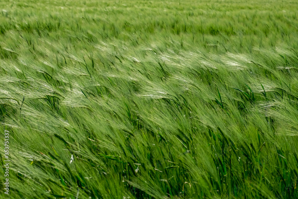 Gerstenfeld (Hordeum vulgare) Gerstenfeld (Hordeum vulgare)