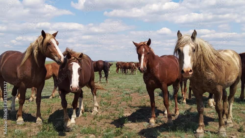 Mustangs faces close-up, wild horses and horseflies, animals look at camera Mustangs faces close-up, wild horses and horseflies, animals look at camera