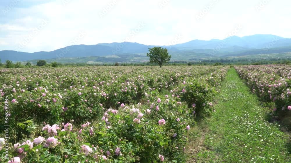 Panoramic view of a pink rose garden