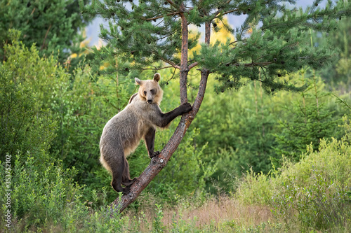 Agile brown bear, ursus arctos, female with bright fur climbing a pine tree in summer nature. Vital mammal grasping trunk with claws and rising from side view with copy space.
