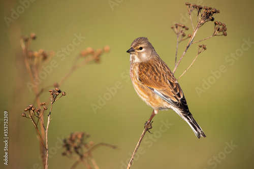 Common linnet, linaria cannabina, female sitting on thin dry plant in spring nature. Bird with brown plumage perching and looking aside with copy space.