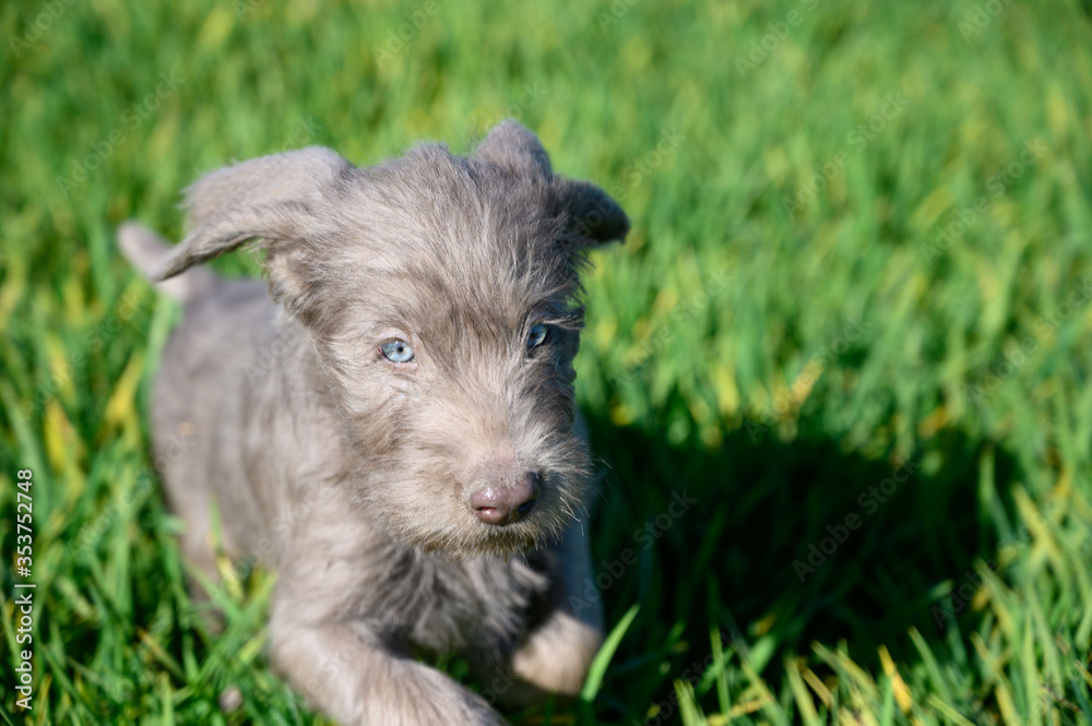 Grey-haired puppies in the grass. The puppies are of the breed: Slovak Rough-haired Pointer or Slovak Wirehaired Pointing Griffon (Slovak: 