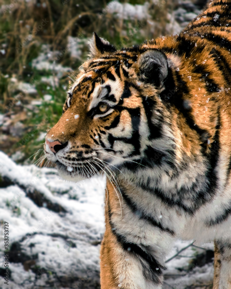 Naklejka premium Amur Tiger