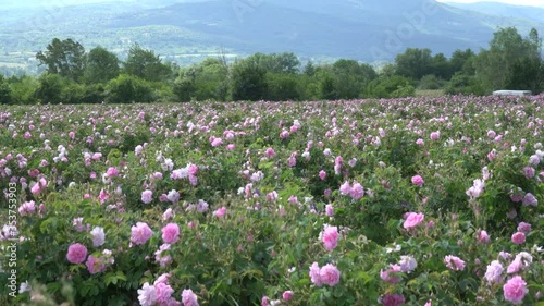 Up reveal shot of pink rose garden