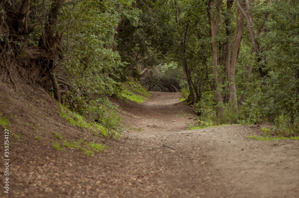 Fototapeta premium Camino y tunel en el bosque entre las montañas