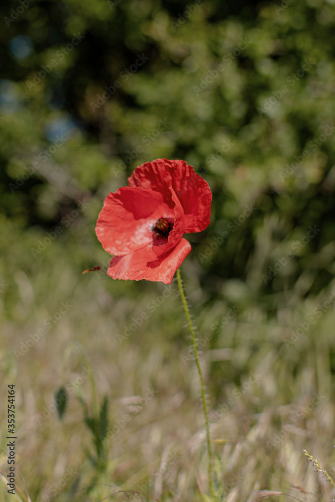 Obraz premium Mohnblume