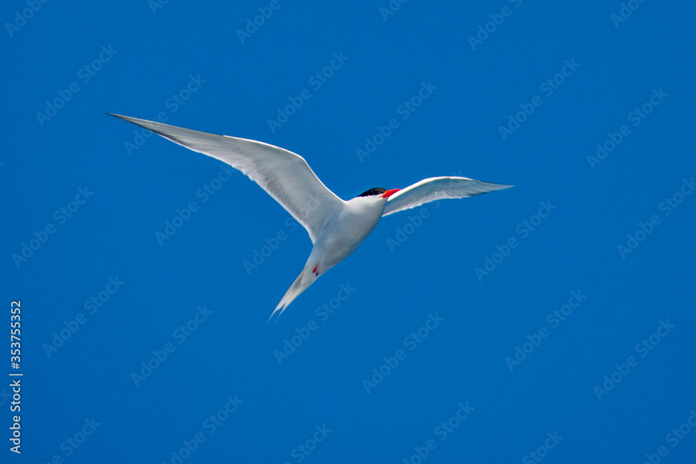 South American Tern photographed in Vitoria, Capital of Espirito Santo. Southeast of Brazil. Atlantic Ocean. Picture made in 2019. South American Tern photographed in Vitoria, Capital of Espirito Santo. Southeast of Brazil. Atlantic Ocean. Picture made in 2019.