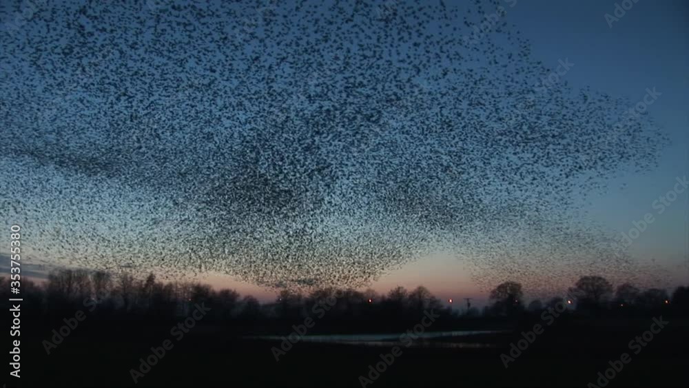Starling birds flying in large numbers on migration burst from a tree