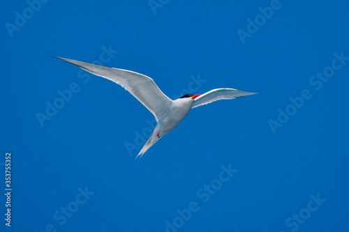 South American Tern photographed in Vitoria, Capital of Espirito Santo. Southeast of Brazil. Atlantic Ocean. Picture made in 2019.