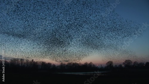 Starling birds flying in large numbers on migration burst from a tree