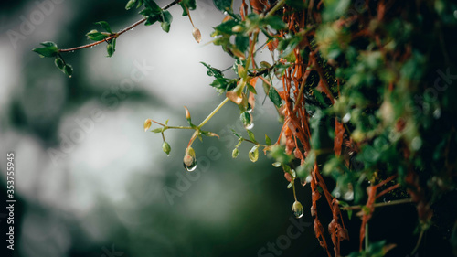 Nature Wallpaper 4K