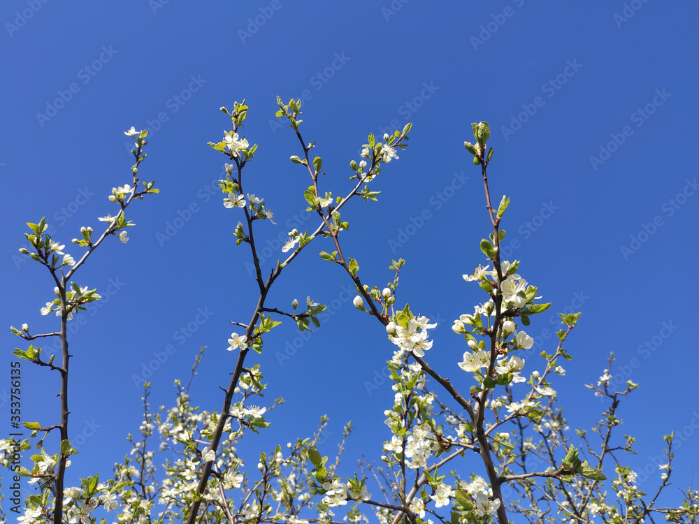 Blossoming branches of apple trees with copy space Blossoming branches of apple trees with copy space