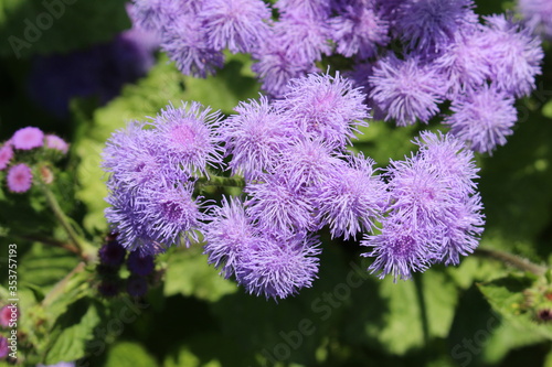 Blue "Floss Flowers" (or Bluemink, Blueweed, Pussy Foot, Mexican Paintbrush) in Innsbruck, Austria. Its scientific name is Ageratum Houstonianum, native to central America. 