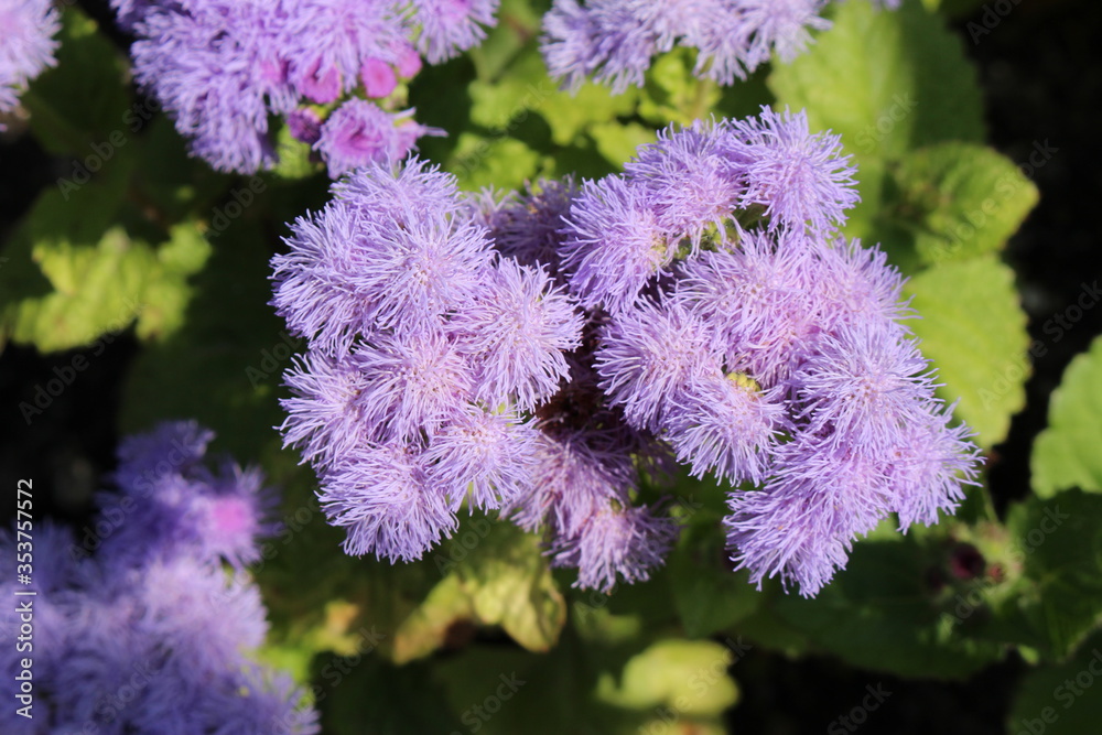Φωτογραφία Blue Floss Flowers (or Bluemink, Blueweed, Pussy Foot, Mexican Paintbrush) in Innsbruck, Austria