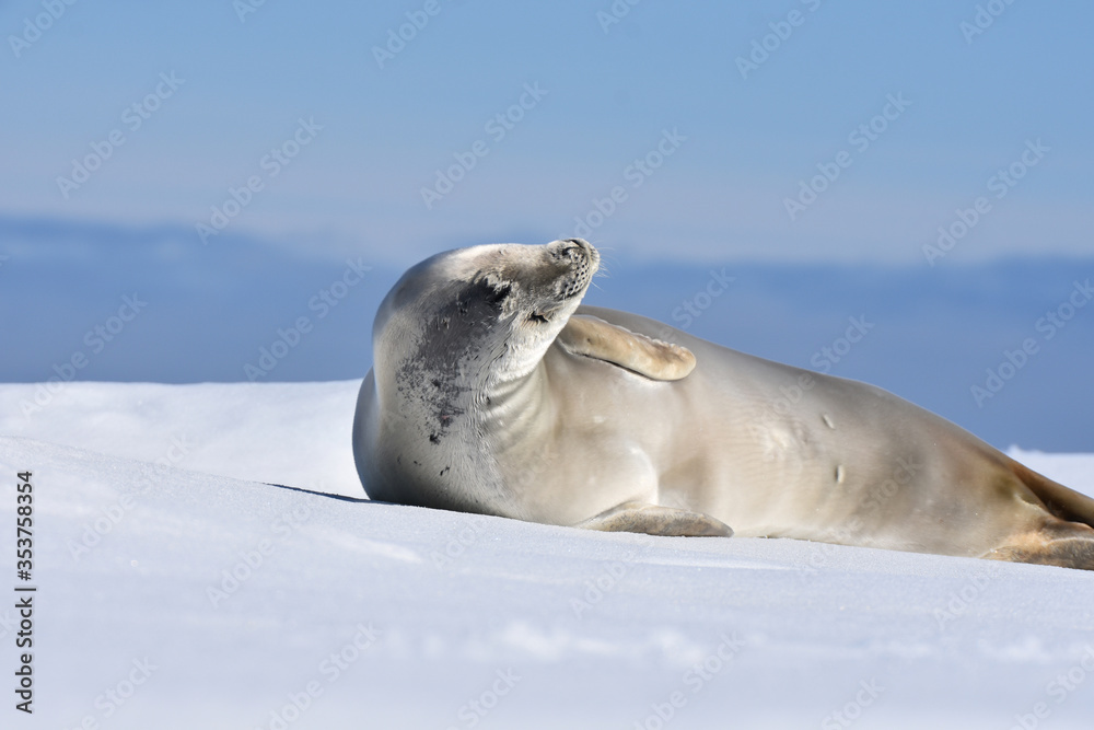 Obraz premium Seal on ice (Hope Bay, Antarctica)