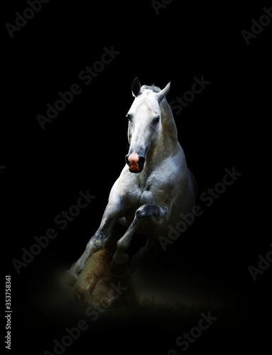 white horse on black background